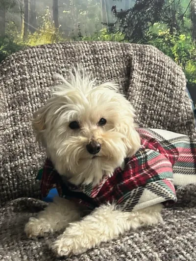 Timmy The Centre's Dog