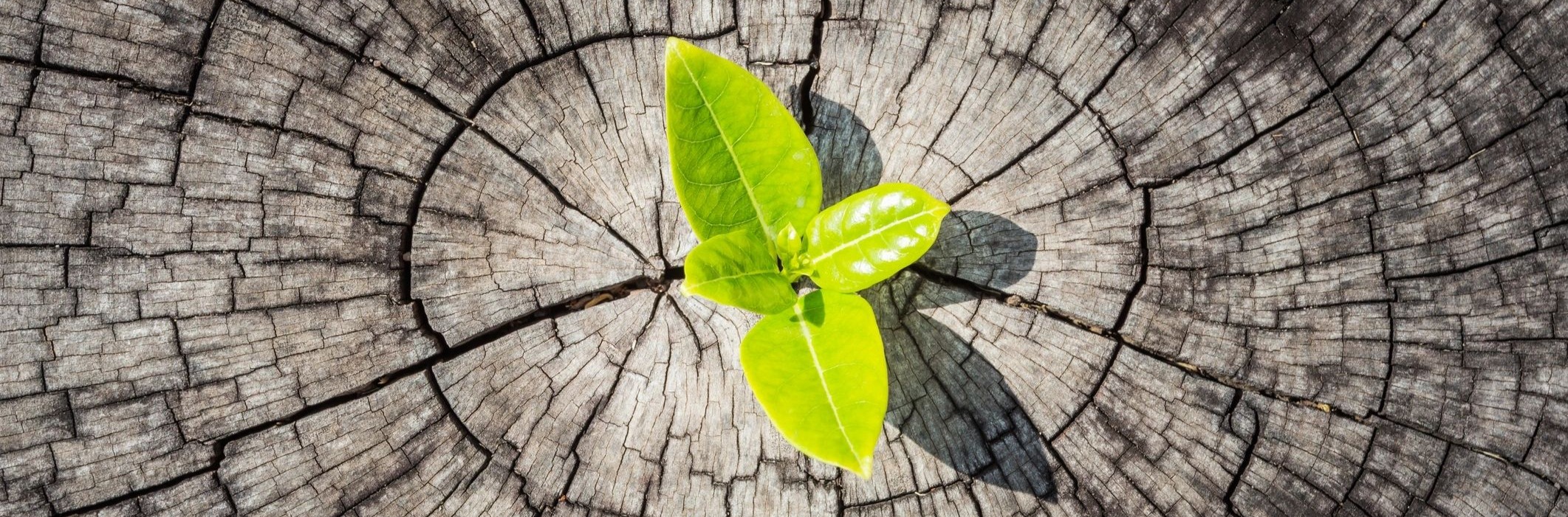 Ottawa Psychotherapy for Trauma and Addiction